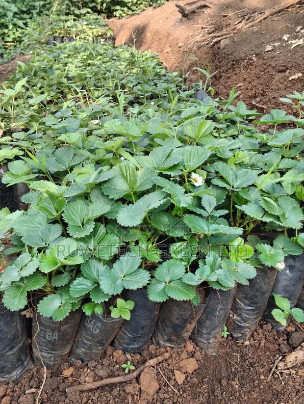 Potted Chandler Strawberry Seedlings - thumbnail 2