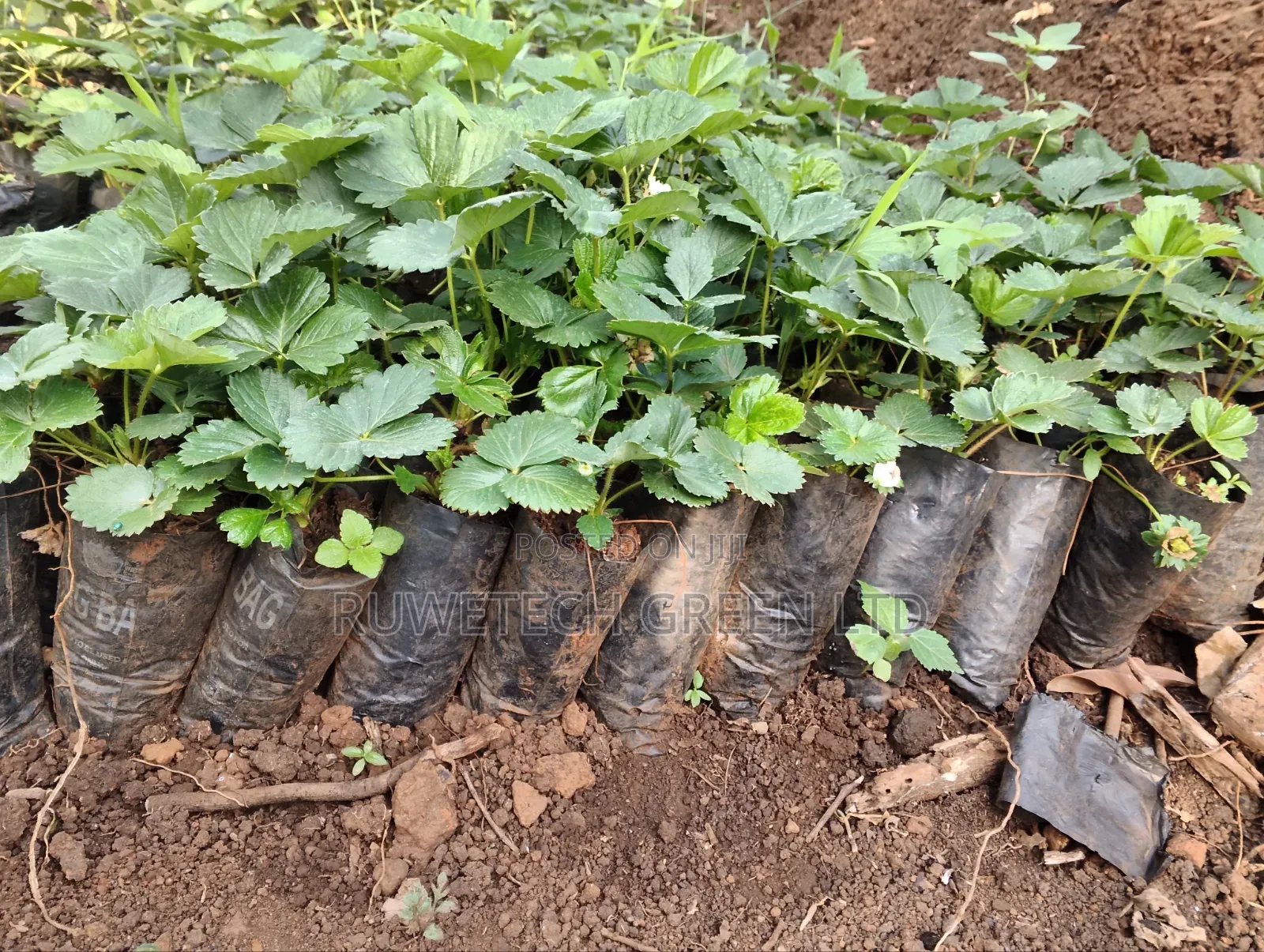 Potted Chandler Strawberry Seedlings