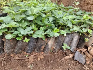 Potted Chandler Strawberry Seedlings