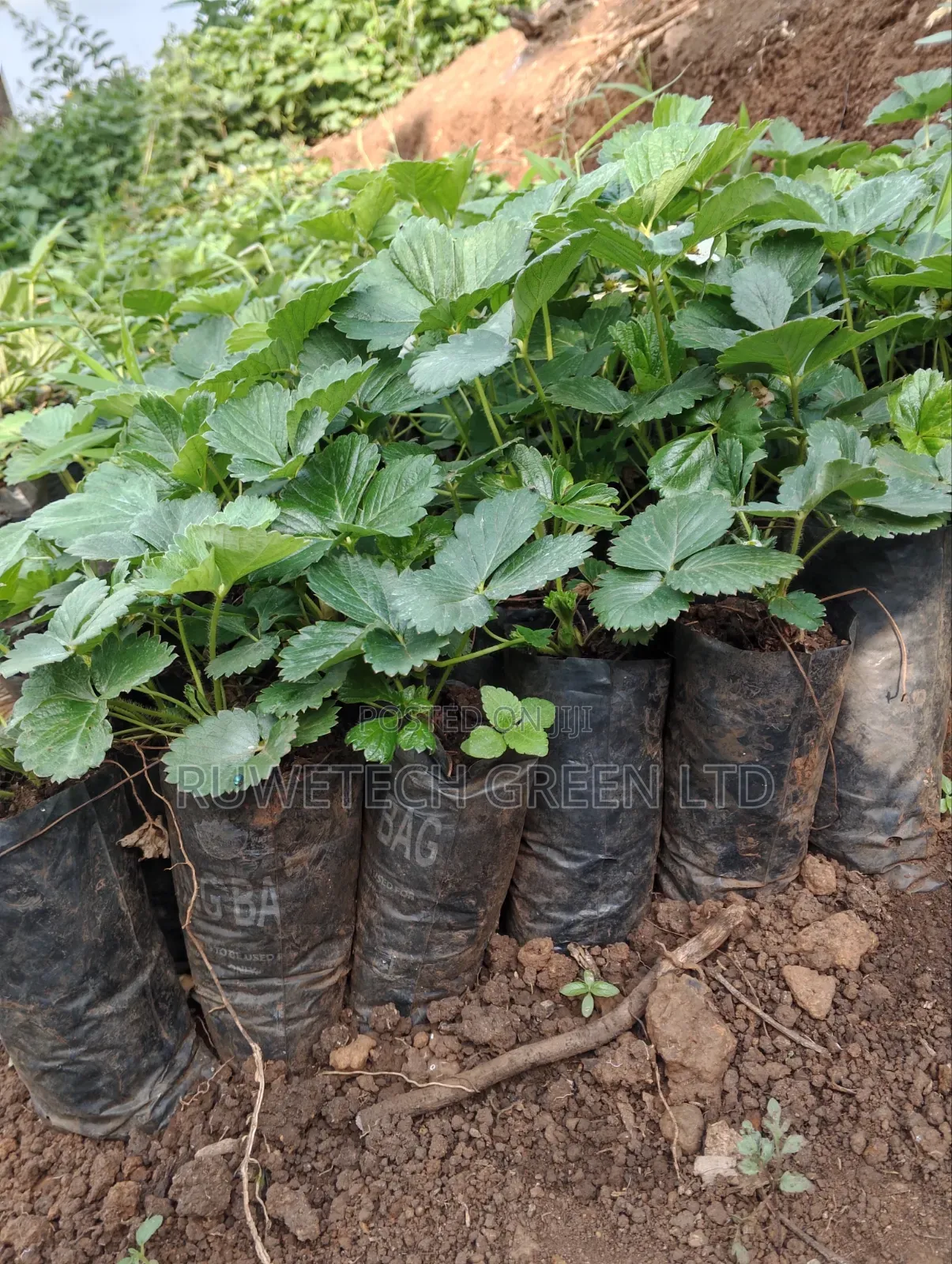 Potted Chandler Strawberry Seedlings