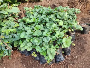 Strawberry Seedlings San Andreas Variety Potted