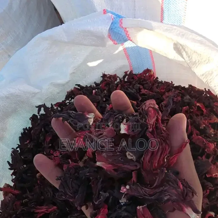 Hibiscus for Sell
