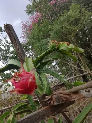 Dragon Fruit Cuttings