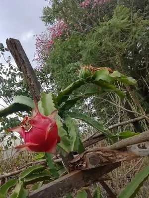 Dragon Fruit Cuttings