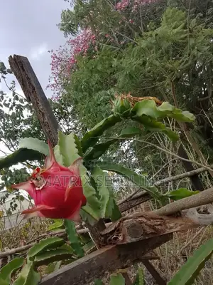 Dragon Fruit Cuttings
