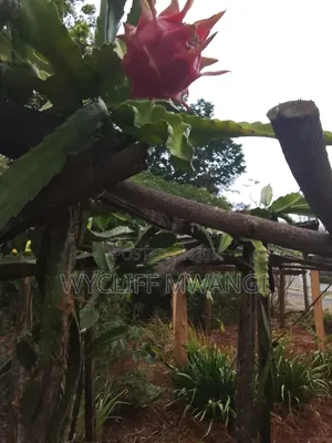 Dragon Fruit Cuttings