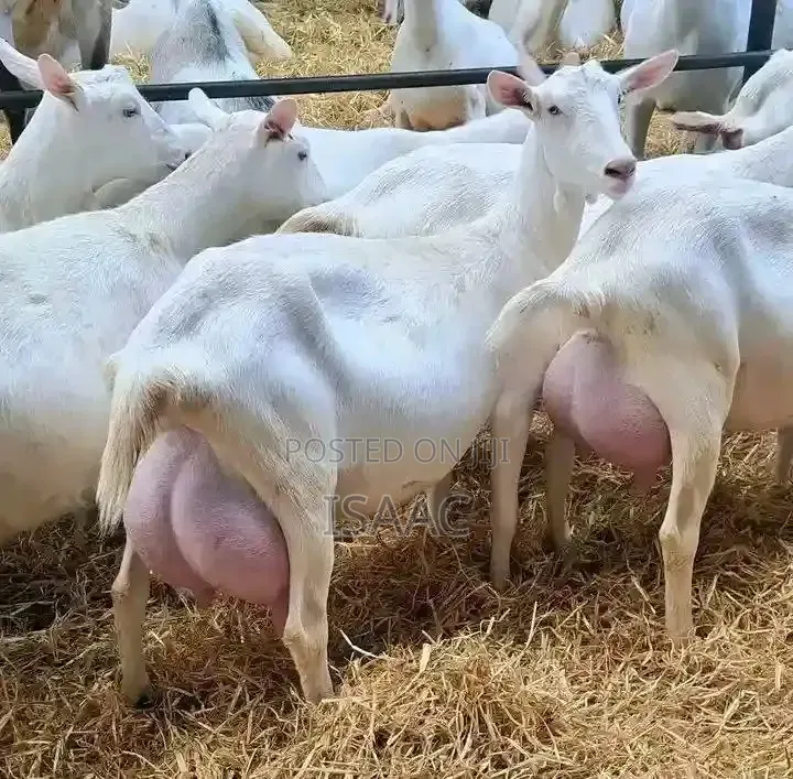 Mbuzi Wa Maziwa