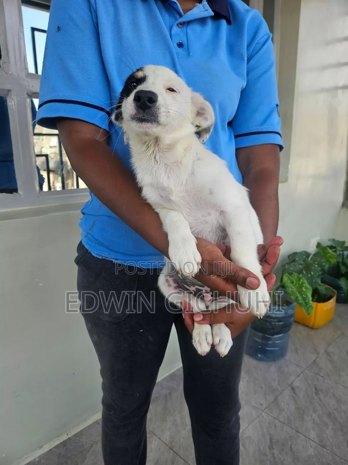 1-3 months Female Mixed Breed Jack Russell Terrier