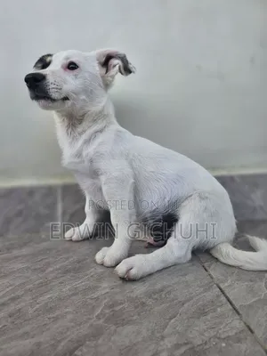 1-3 months Female Mixed Breed Jack Russell Terrier