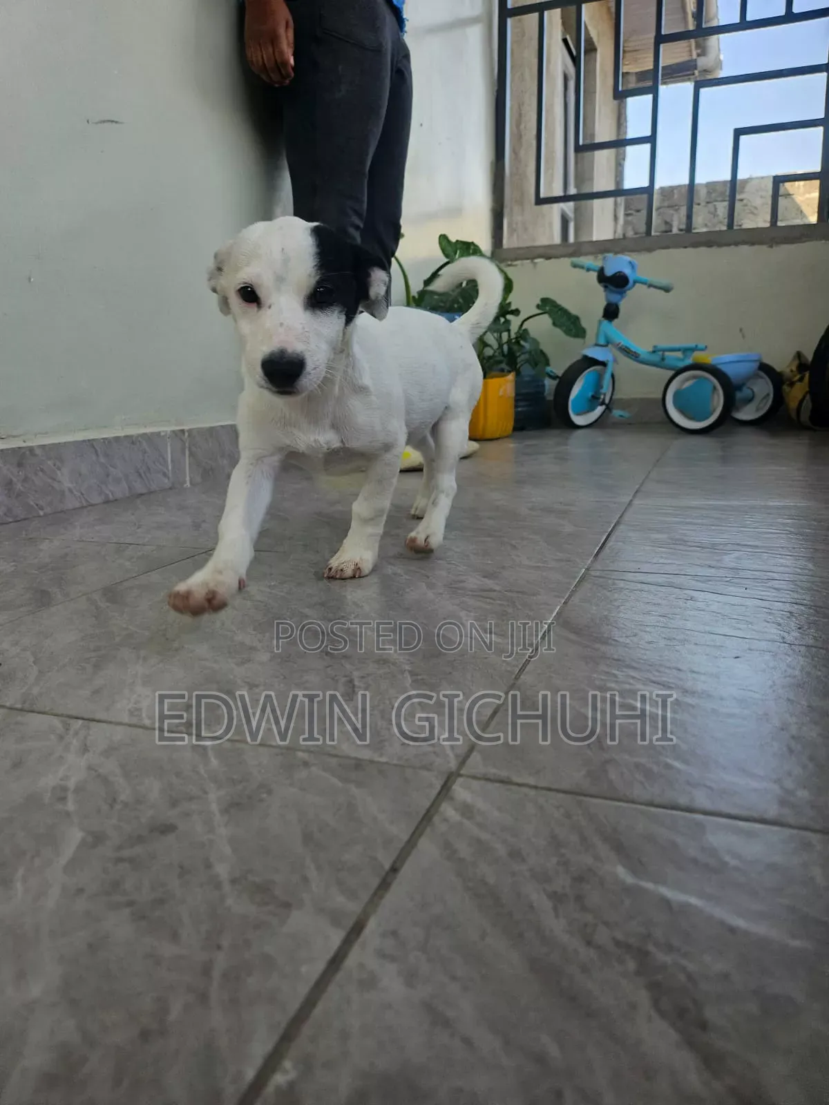 1-3 months Female Mixed Breed Jack Russell Terrier