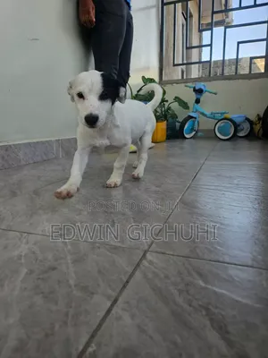 1-3 months Female Mixed Breed Jack Russell Terrier