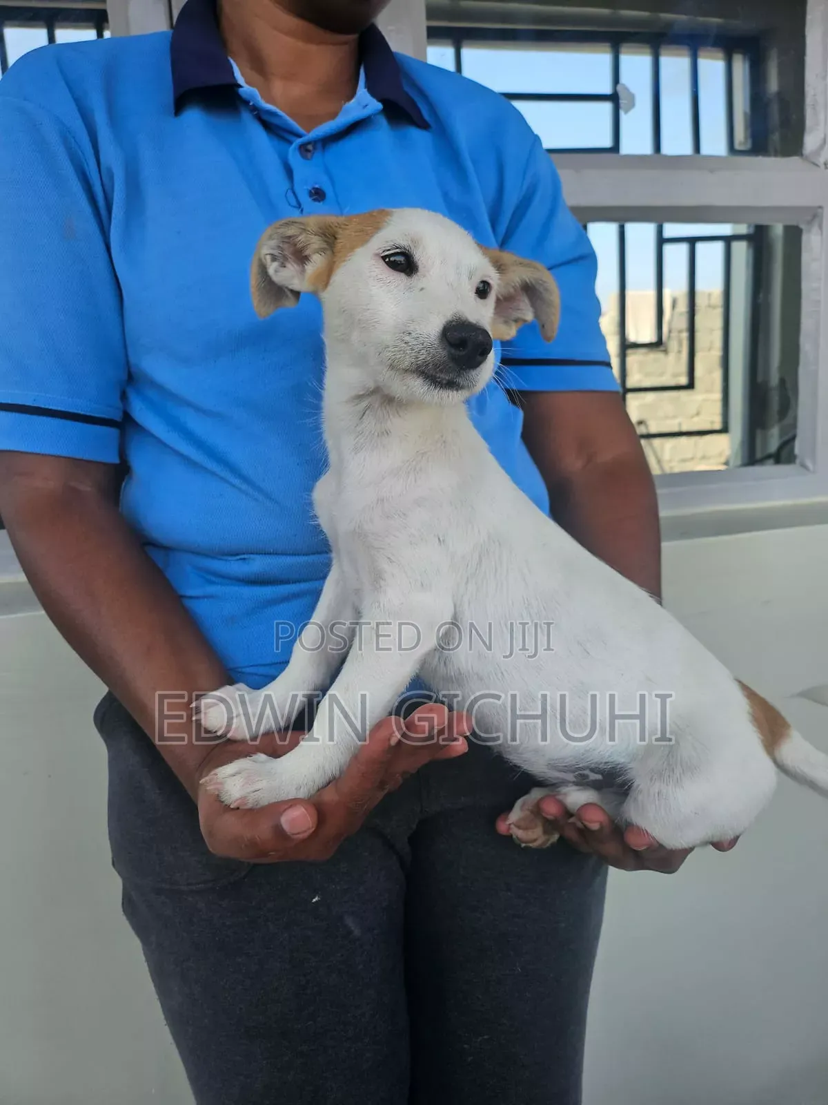 1-3 months Female Mixed Breed Jack Russell Terrier