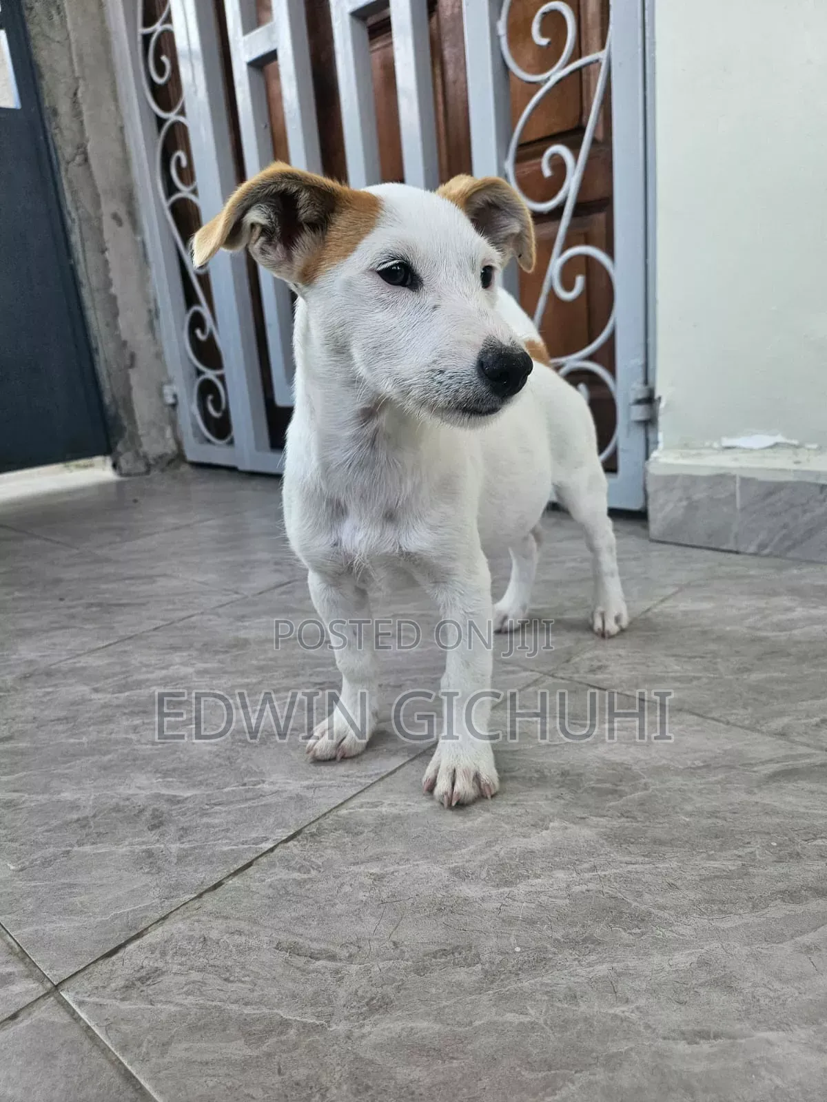 1-3 months Female Mixed Breed Jack Russell Terrier