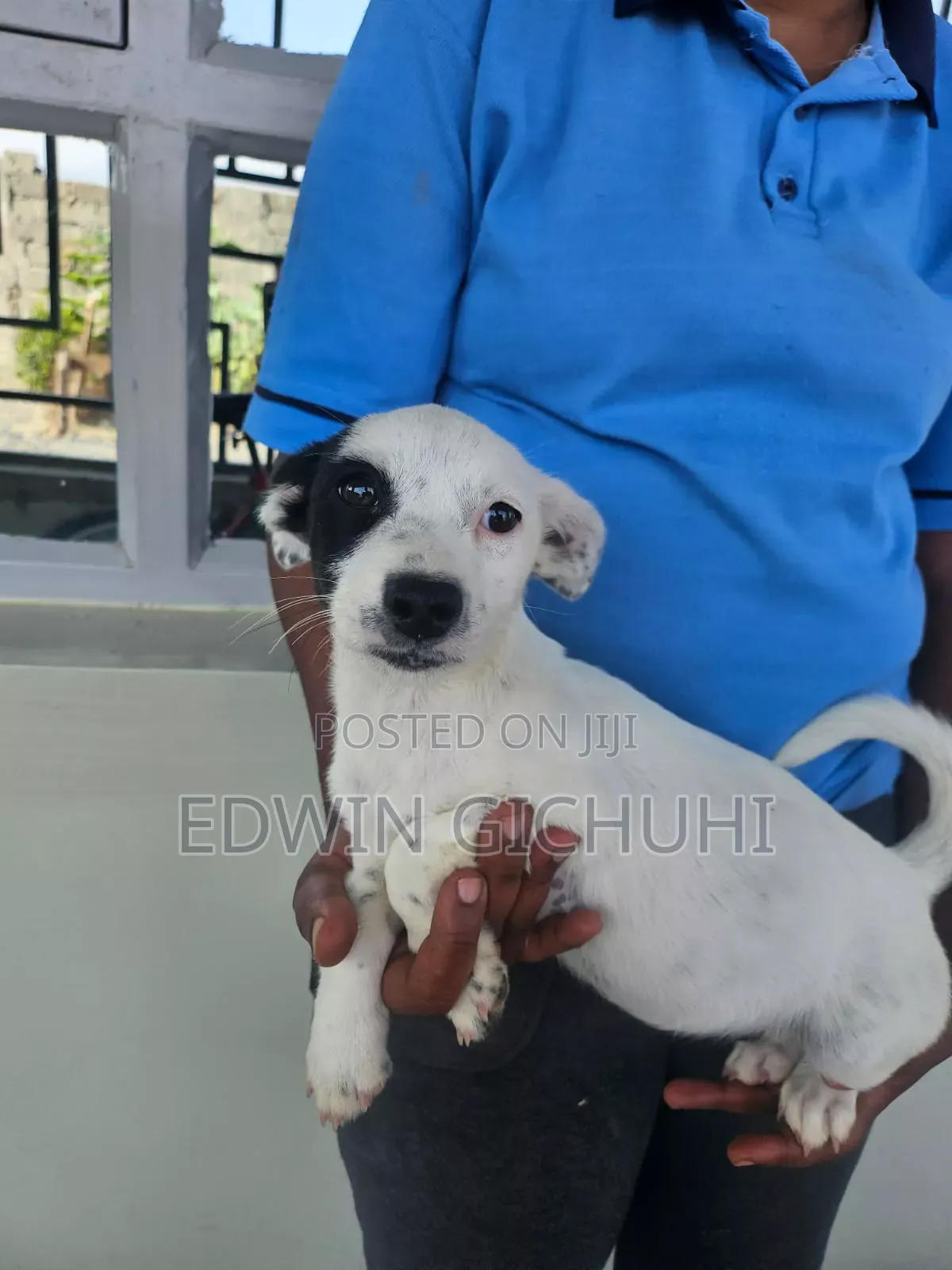 1-3 months Female Mixed Breed Jack Russell Terrier