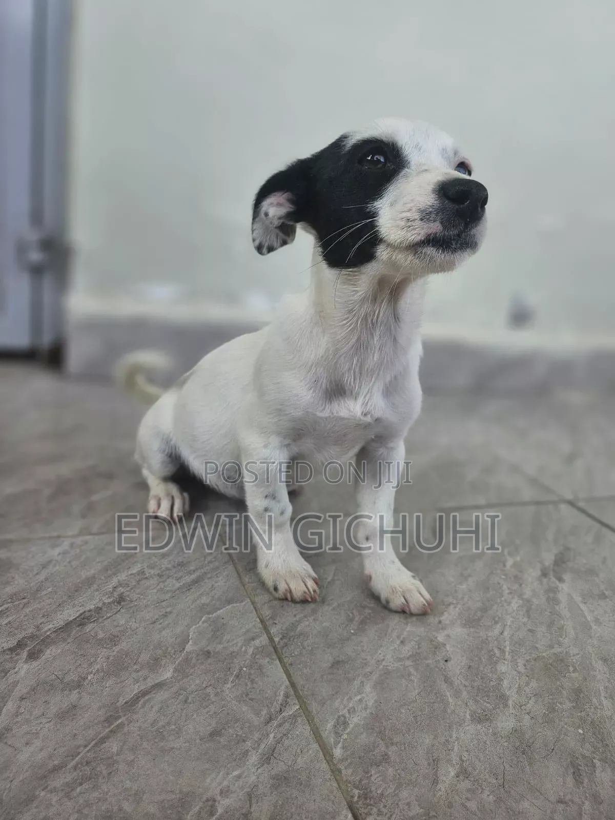 1-3 months Female Mixed Breed Jack Russell Terrier