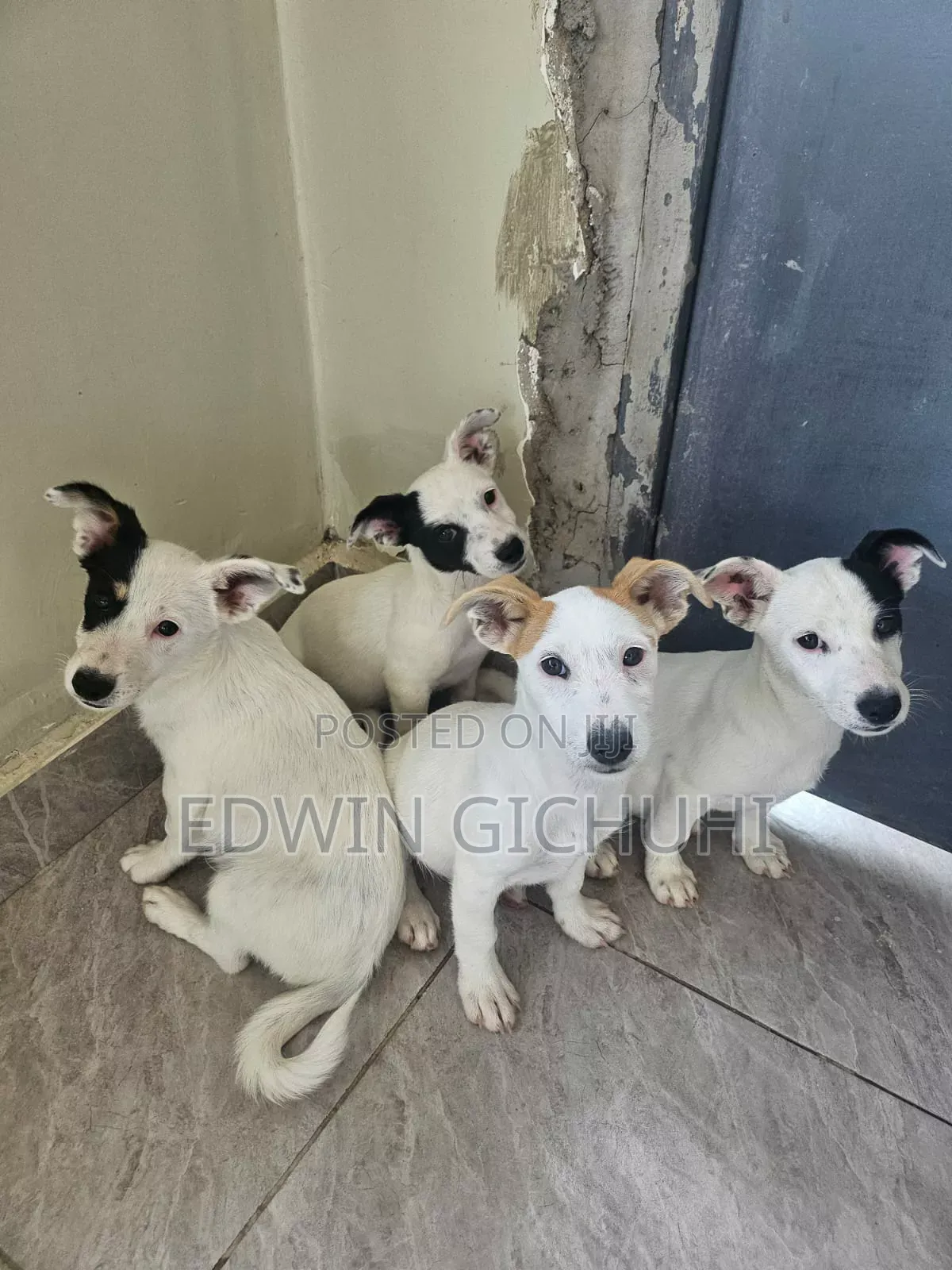 1-3 months Female Mixed Breed Jack Russell Terrier
