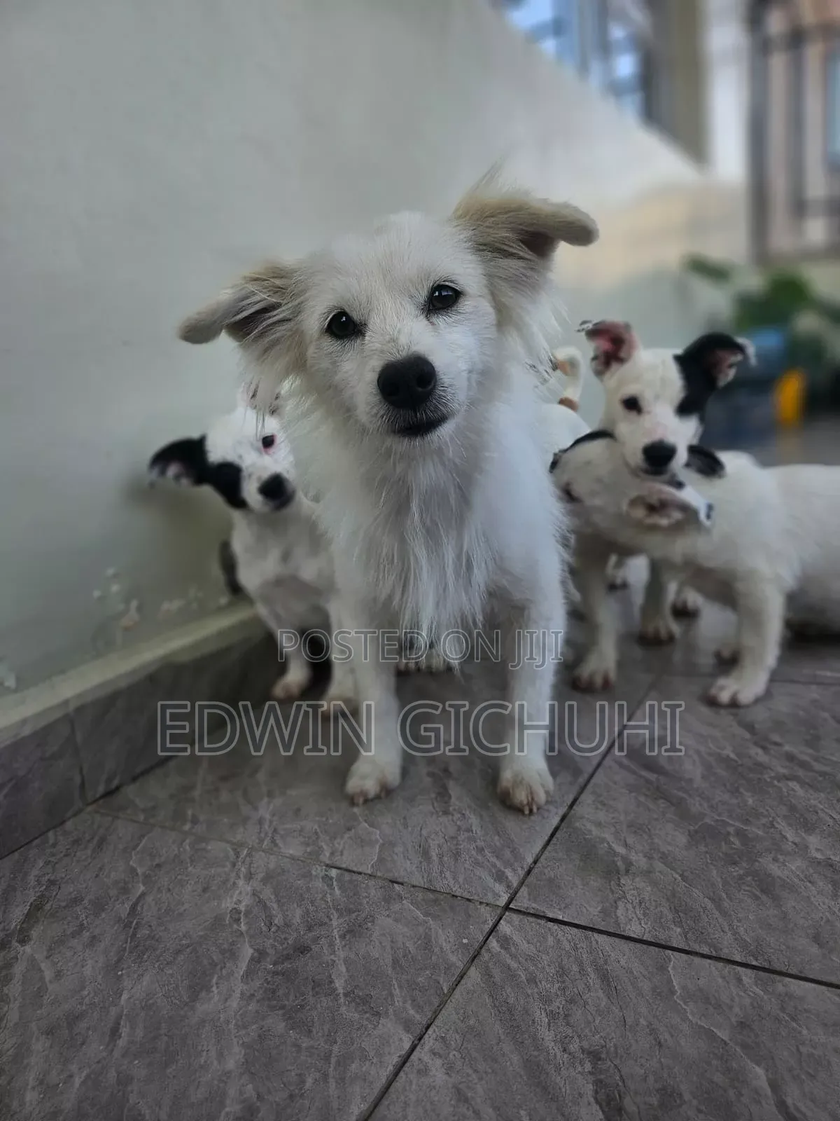 1-3 months Female Mixed Breed Jack Russell Terrier