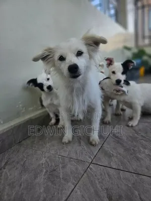 1-3 months Female Mixed Breed Jack Russell Terrier