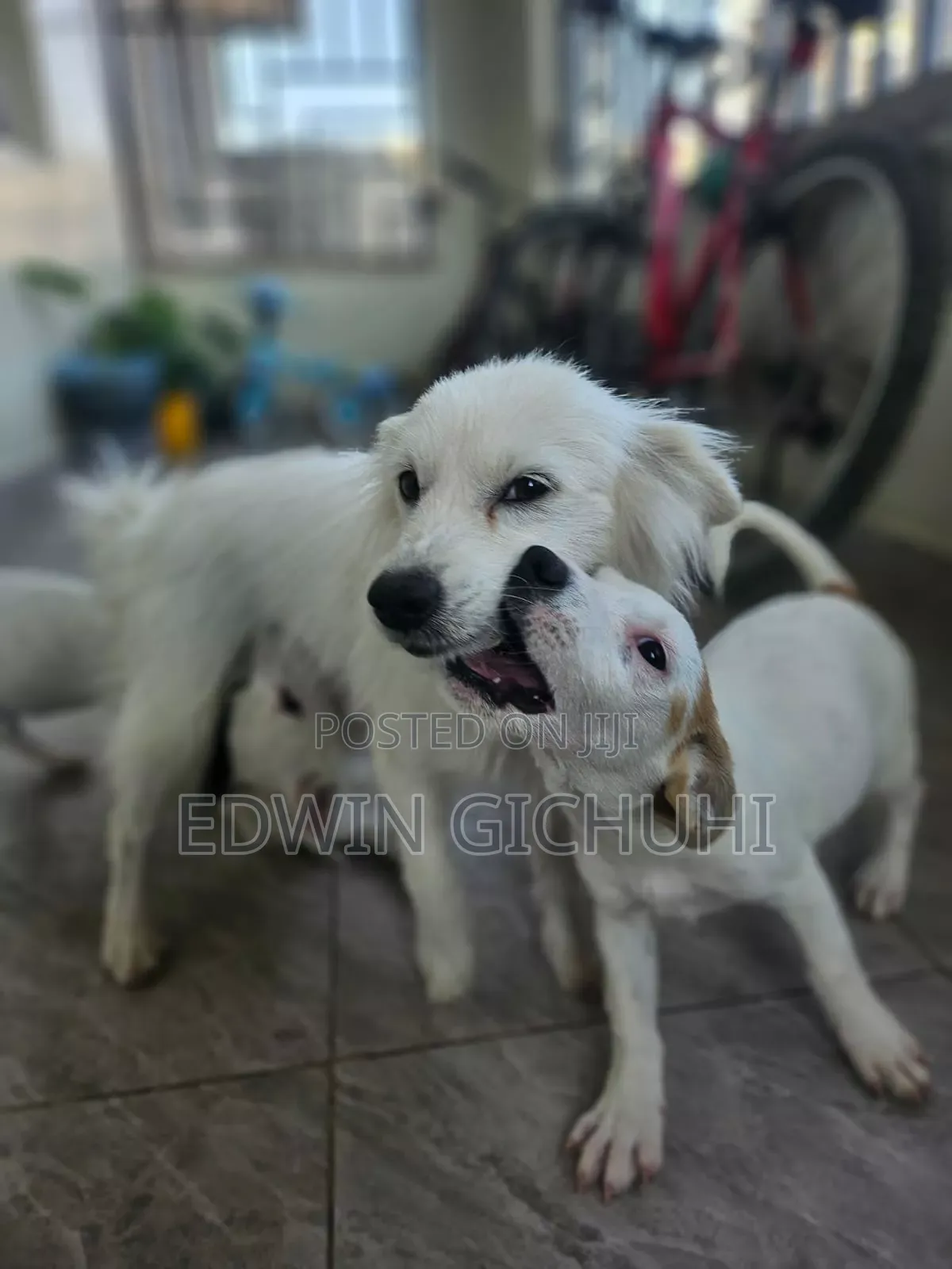1-3 months Female Mixed Breed Jack Russell Terrier
