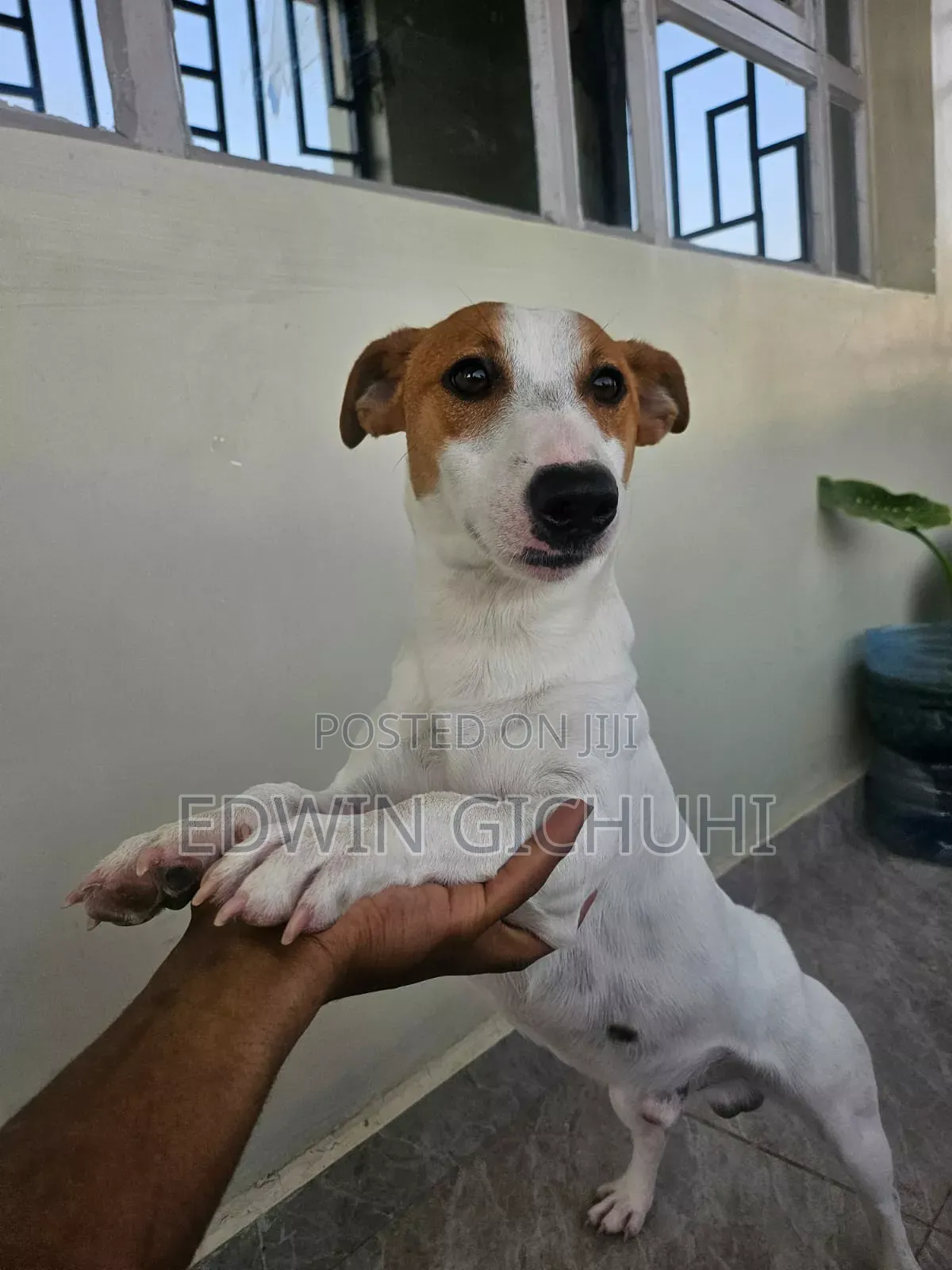 1-3 months Female Mixed Breed Jack Russell Terrier