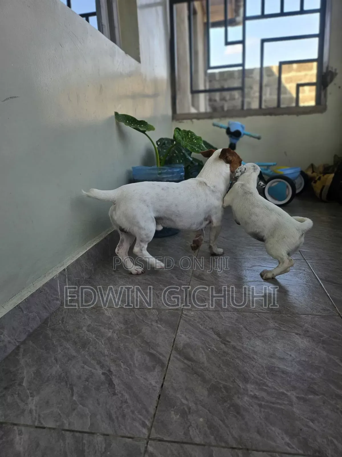1-3 months Female Mixed Breed Jack Russell Terrier