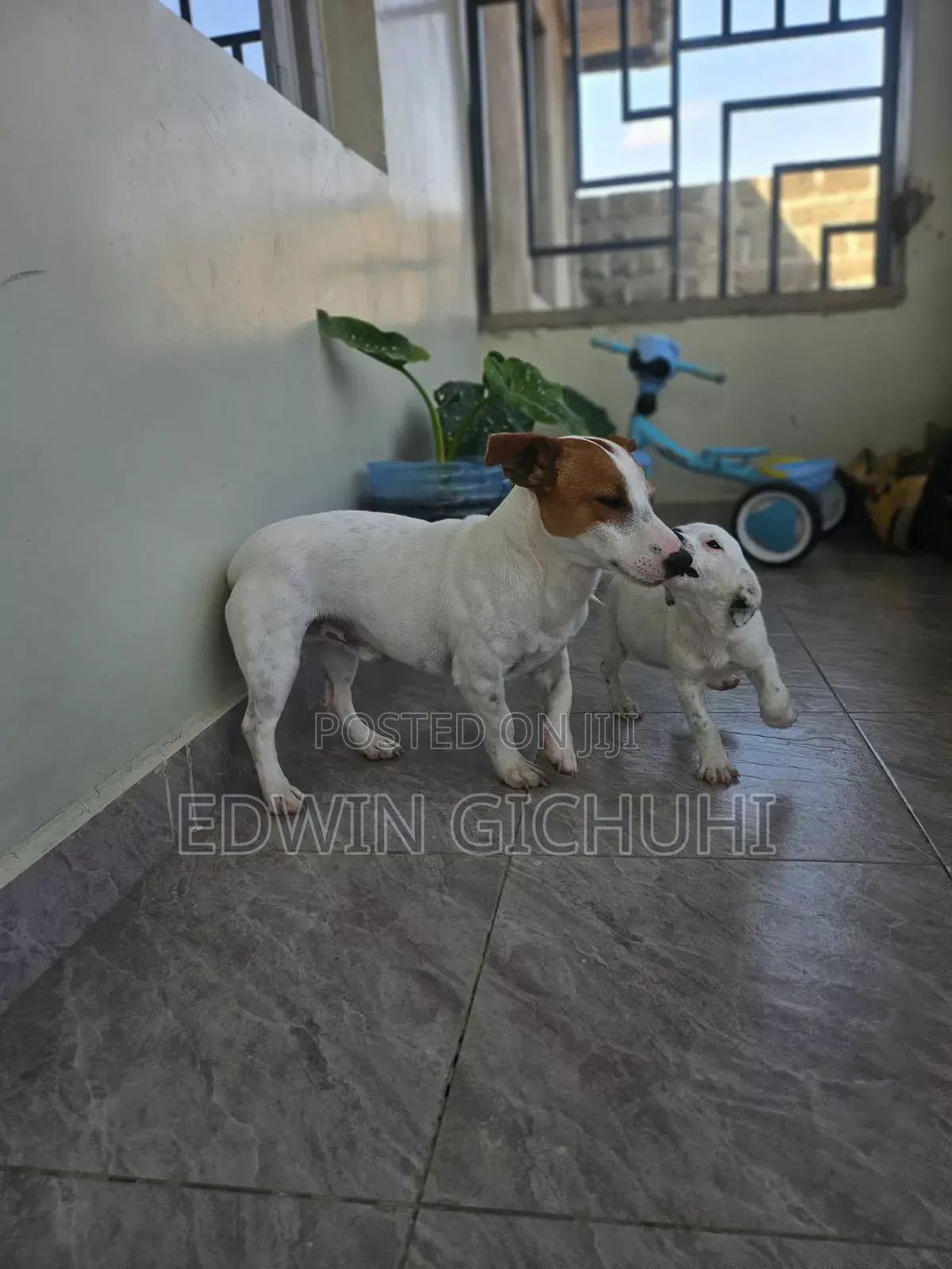 1-3 months Female Mixed Breed Jack Russell Terrier