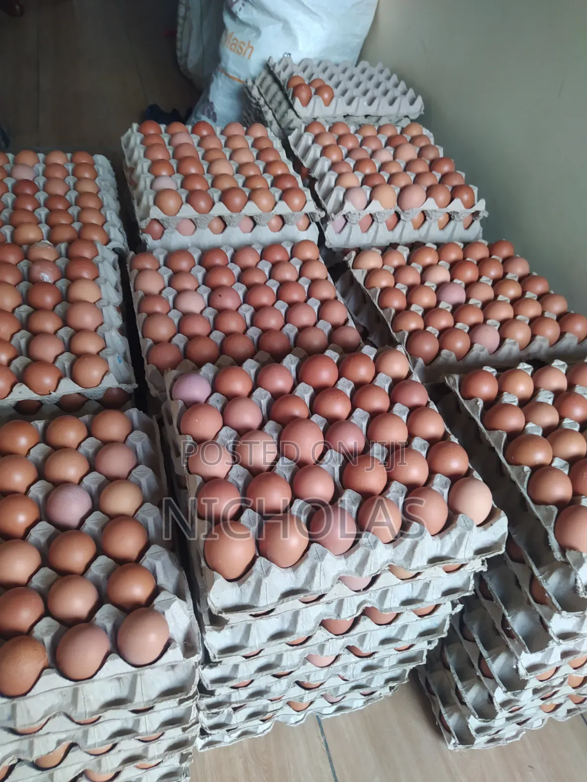 Fresh Eggs in Plenty Wholesale Bulk