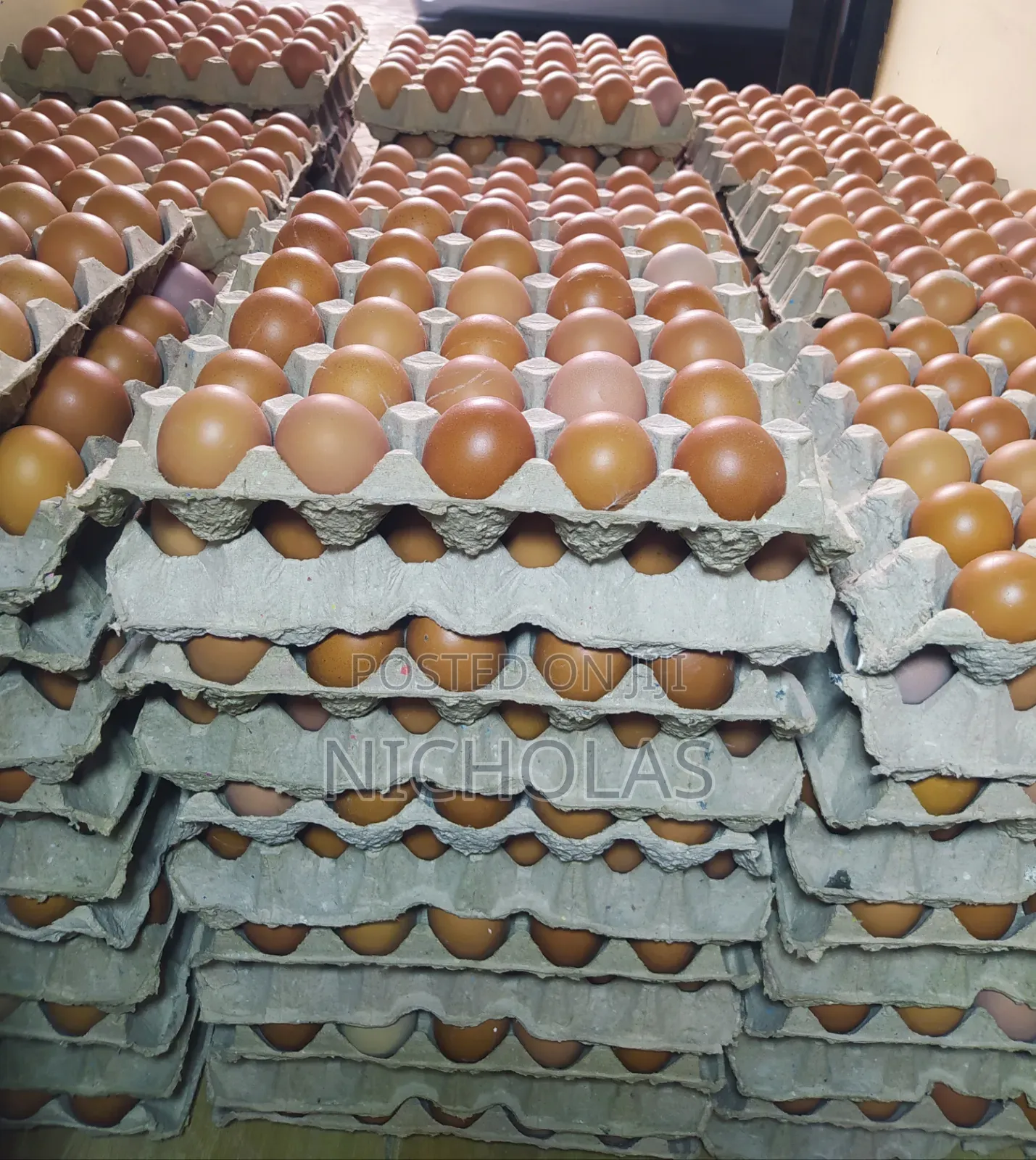 Fresh Eggs in Plenty Wholesale Bulk