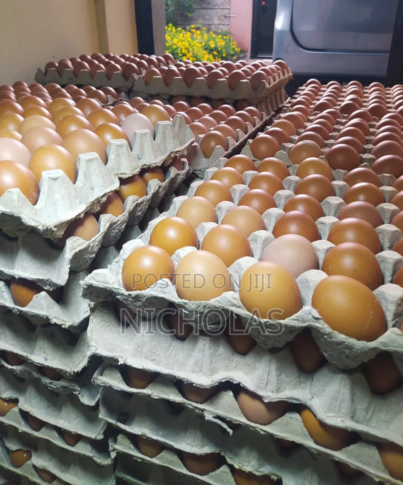 Fresh Eggs in Plenty Wholesale Bulk