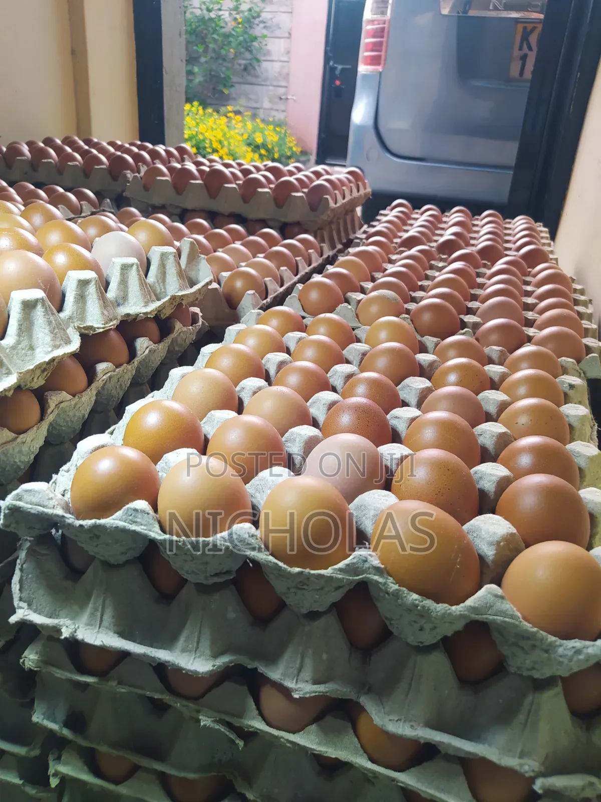 Fresh Table Eggs Wholesale Self Pick