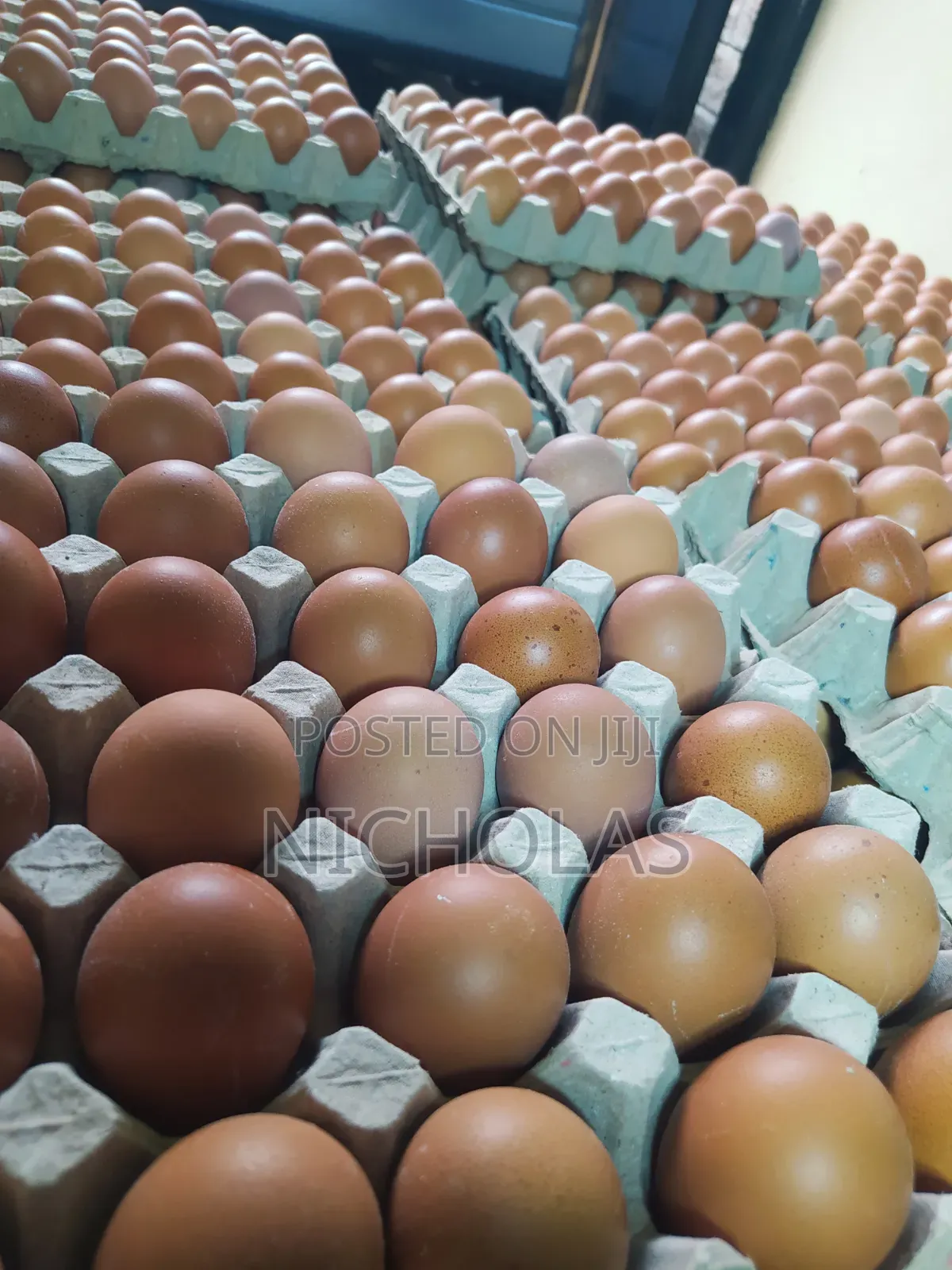 Fresh Table Eggs Wholesale Self Pick