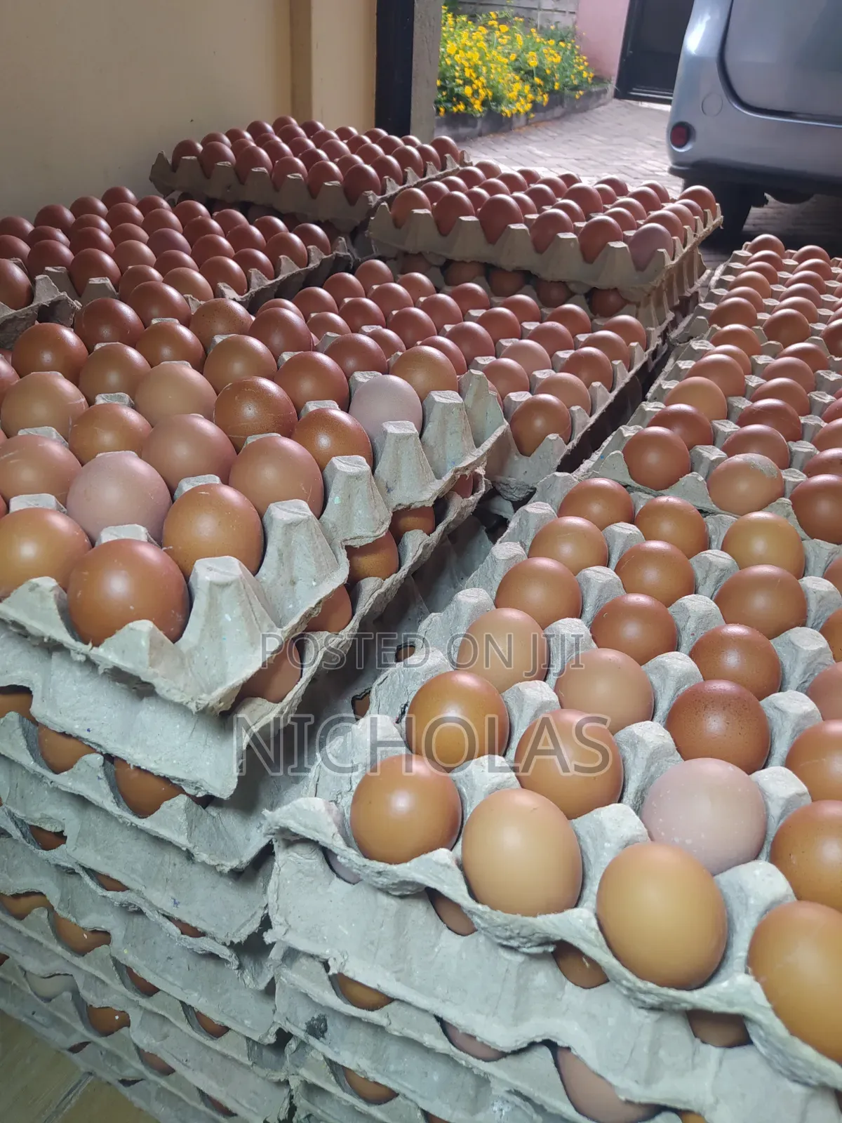 Fresh Table Eggs Wholesale Self Pick