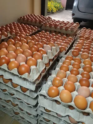 Fresh Table Eggs Wholesale Self Pick