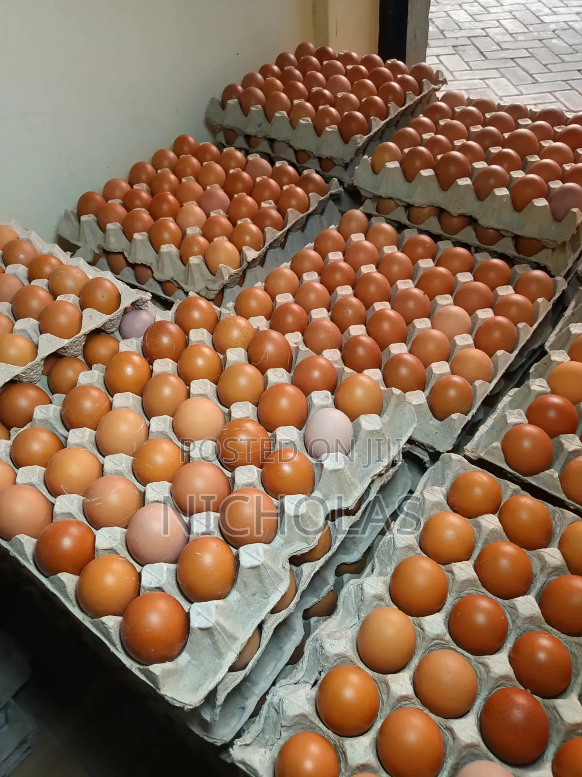 Fresh Eggs in Plenty Wholesale Bulk