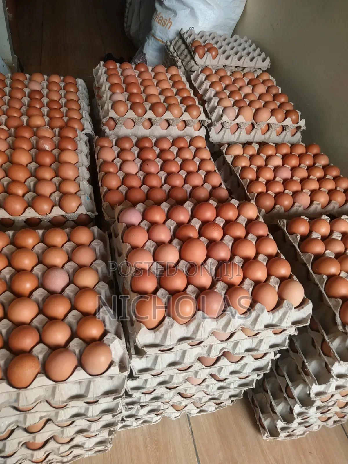 Fresh Table Eggs Wholesale Self Pick