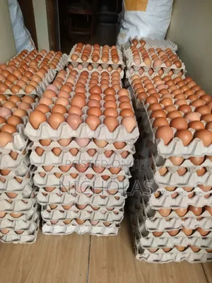 Fresh Table Eggs Wholesale Self Pick