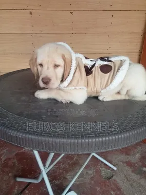 1-3 months Male Purebred Labrador Retriever