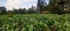One Acre of Land With Drilled Water and Raised Water Tank. Clean Title