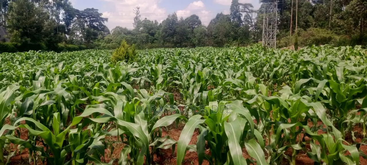 One Acre of Land With Drilled Water and Raised Water Tank. Clean Title