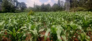 One Acre of Land With Drilled Water and Raised Water Tank. Clean Title