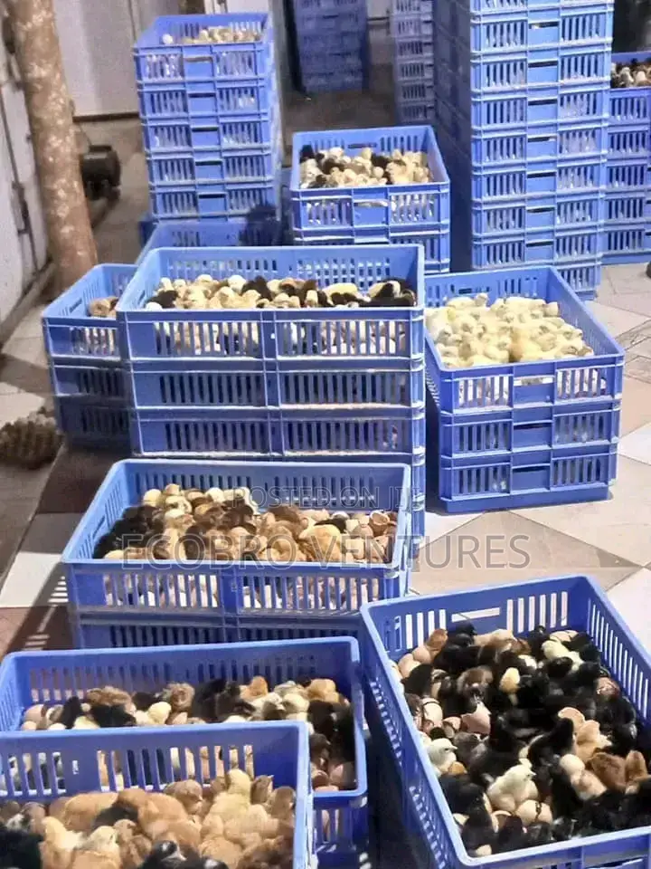 Day Old Chicks