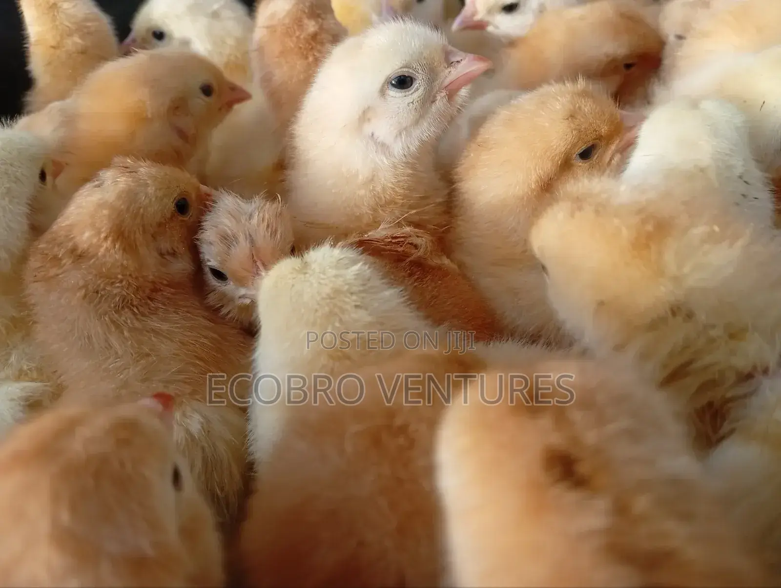 Day Old Chicks