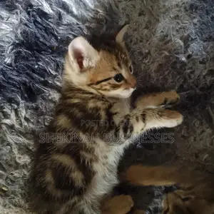 0-1 month Female Mixed Breed American Shorthair