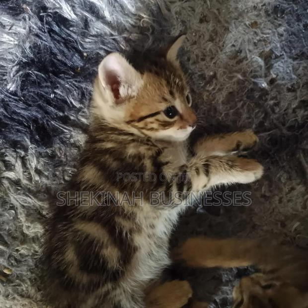 0-1 month Female Mixed Breed American Shorthair