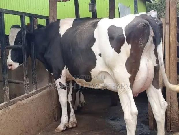 High-Genetic Dairy Cow - thumbnail 2
