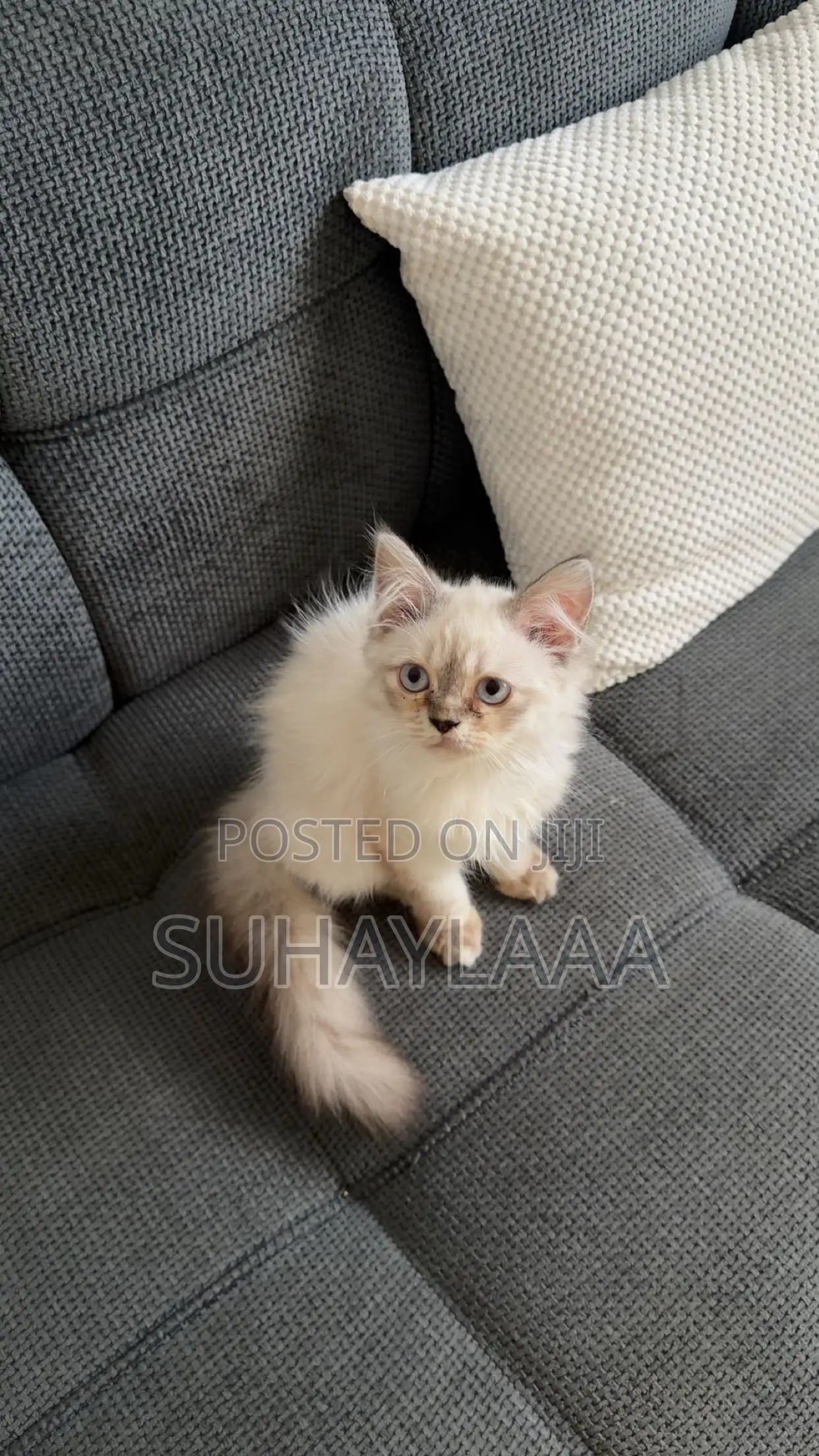 3-6 months Female Mixed Breed Siamese