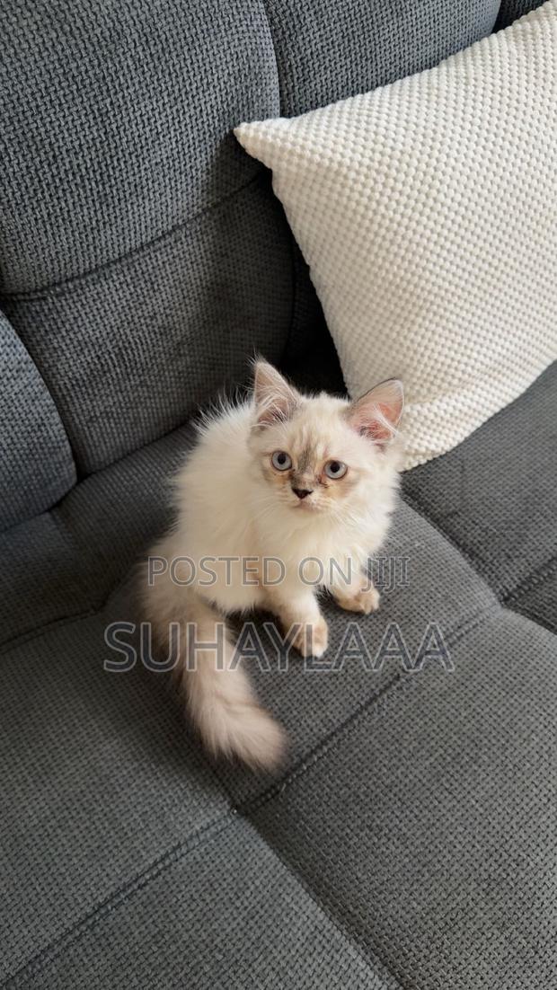 3-6 months Female Mixed Breed Siamese