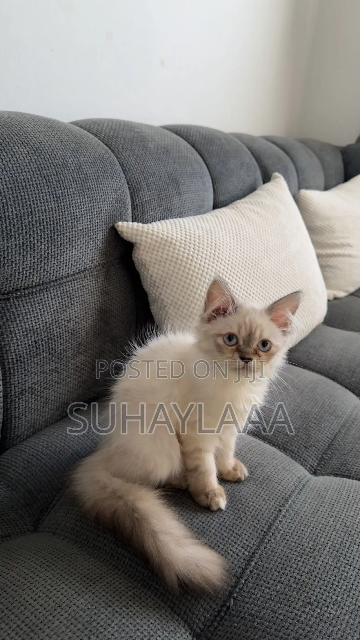 3-6 months Female Mixed Breed Siamese