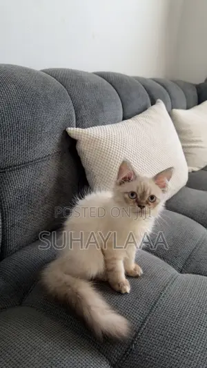 3-6 months Female Mixed Breed Siamese