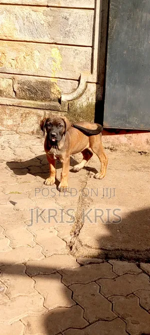 1-3 months Male Mixed Breed Boerboel